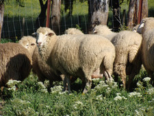foto de Oveja Merina de grazalema Imagen de Oveja Merina de grazalema