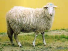 foto de Oveja menorquina Imagen de Oveja menorquina
