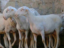 foto de Oveja maellana Imagen de Oveja maellana