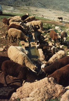 foto de Oveja lojeña Imagen de Oveja lojeña