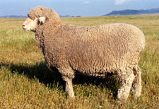 foto de Oveja merina Imagen de Oveja merina