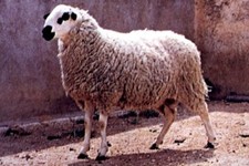 foto de Oveja ojalada Imagen de Oveja ojalada