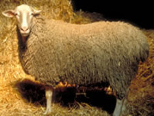 foto de Oveja navarra Imagen de Oveja navarra