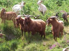 Imagen de Cabra gallega
