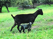 Imagen de Cabra negra serrana