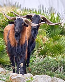 Imagen de Cabra mallorquina