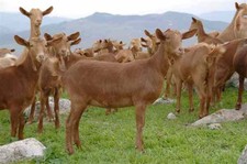 Imagen de Cabra malaguea