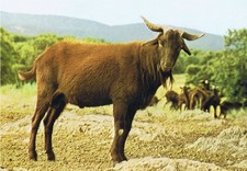 Imagen de Cabra retinta
