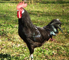 Imagen de Gallina castellana negra