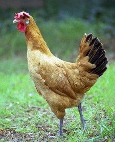 Imagen de Gallina del Prat