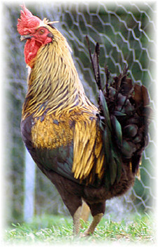 Imagen de Gallo indio leon