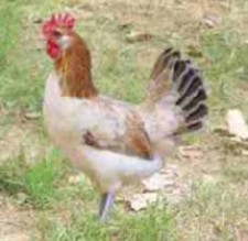 Imagen de Gallina pedesenca