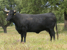 Imagen de Toro avileo negro