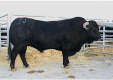 Imagen de Toro avileo