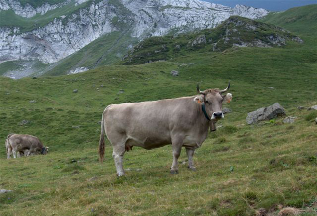 Imagen de Vaca bruna de los Pirineos
