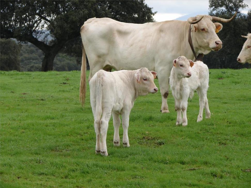 Imagen de Vaca blanca cacerea