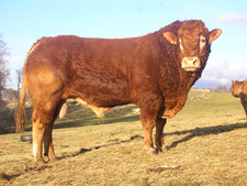 Imagen de Toro limusina