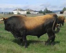 Imagen de Toro limia