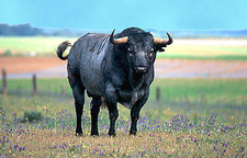 Imagen de Toro de lidia