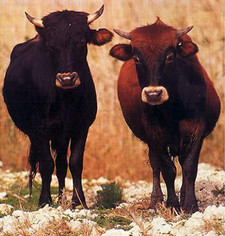 foto de Toro mallorquín Imagen de Toro mallorquín