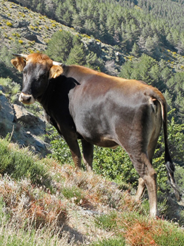foto de Vaca pajuna Imagen de Vaca pajuna