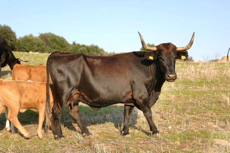 Imagen de Vaca negra andaluza