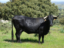 foto de Vaca morucha negra Imagen de Vaca morucha negra