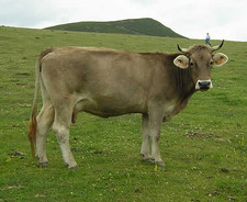 foto de Vaca parda de montaña Imagen de Vaca parda de montaña