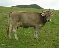 Imagen de Vaca parda de montaa