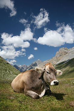 foto de Vaca parda Imagen de Vaca parda
