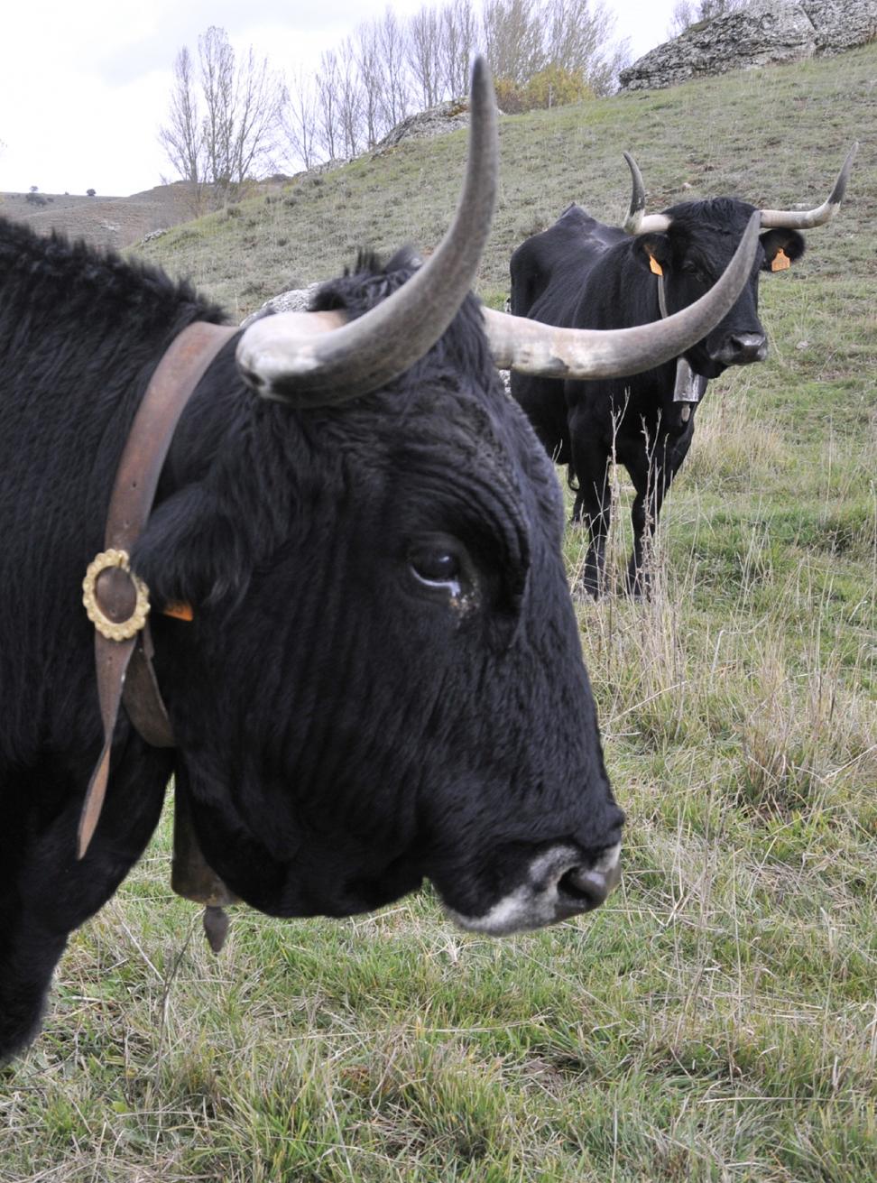 Imagen de Vaca serrana negra