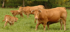 Imagen de Vaca rubia gallega