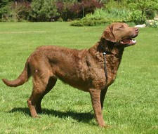 Imagen de Retriever de La Baha de Chesapeake