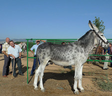 Imagen de Burro andaluz