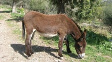 Imagen de Asno balear