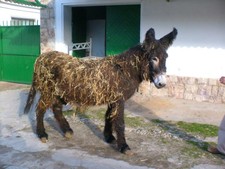 Imagen de Asno zamorano leones