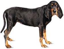 Imagen de Black and Tan Coonhound