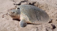Imagen de Tortuga lora