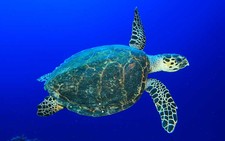 foto de Tortuga carey Imagen de Tortuga carey