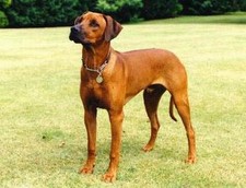 Imagen de Ridgeback de Rodesia