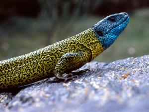Imagen de Lagarto verdinegro
