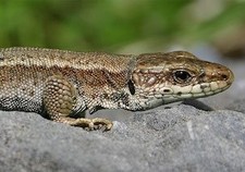 Imagen de Lagartija pirenaica