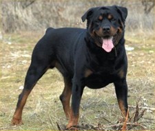 Imagen de Rottweiler