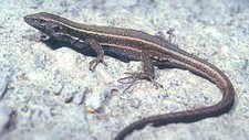 Imagen de Lagarto de Lehrs