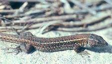 Imagen de Lagarto atlantico