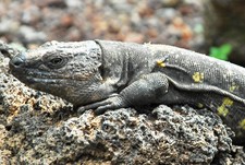 Imagen de Lagarto gigante de La Palma