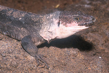 Imagen de Lagarto gigante de La Gomera