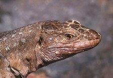 Imagen de Lagarto canario moteado