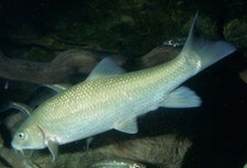 foto de Barbo comizo Imagen de Barbo comizo