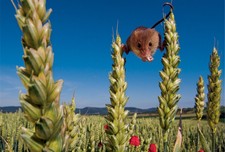foto de Ratón espiguero Imagen de Ratón espiguero